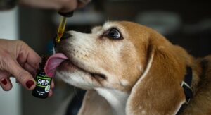 Tips on Using CBD for Pets